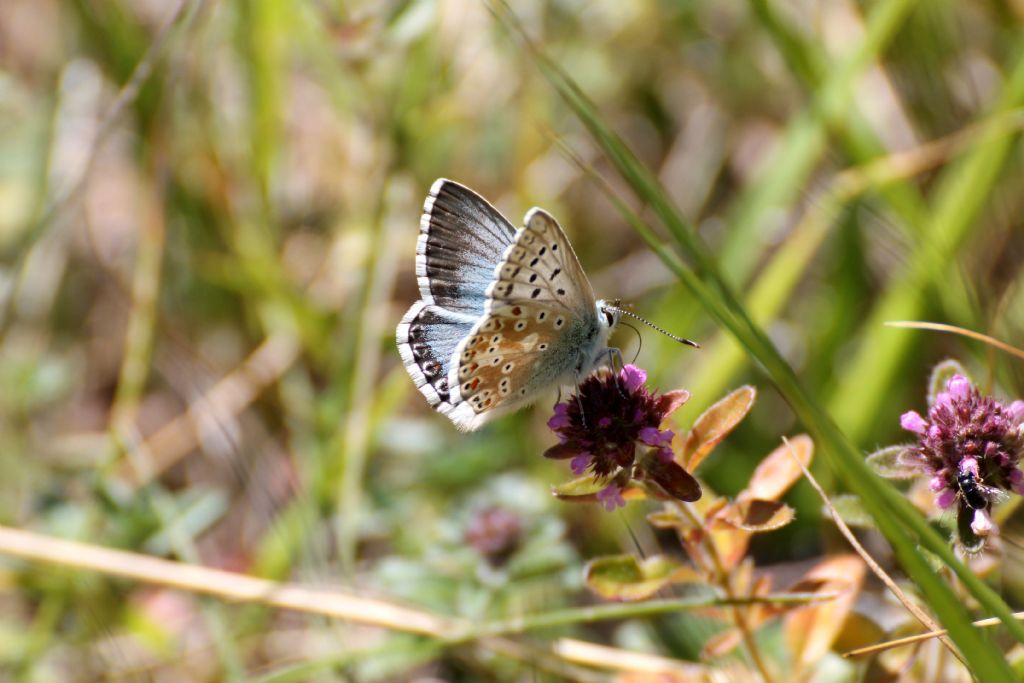 Polyommatus (Lysandra) coridon